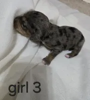 Dapple chiweenie Female 3, a female Chiweenie for sale in Crestline, CA – 1 of 1