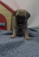 Skye, a female Pug for sale in Skokie, IL – 3 of 6