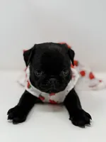 Liberty, a female Pug for sale in Skokie, IL – 5 of 6