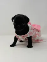 Everest, a female Pug for sale in Skokie, IL – 3 of 4