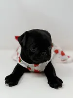 Liberty, a female Pug for sale in Skokie, IL – 3 of 6