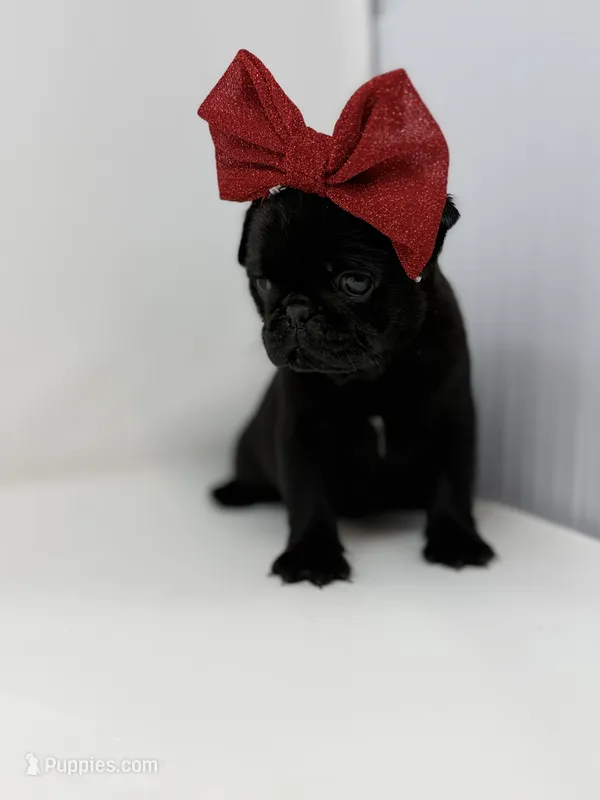 Liberty – Pug puppy for sale in Skokie, IL