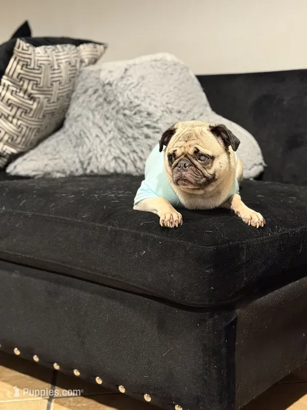 Layla  – Pug puppy for sale in Skokie, IL