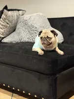 Layla , a female Pug for sale in Skokie, IL – 1 of 3