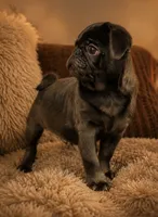 Chase, a male Pug for sale in Skokie, IL – 3 of 9