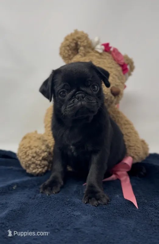 Liberty – Pug puppy for sale in Skokie, IL