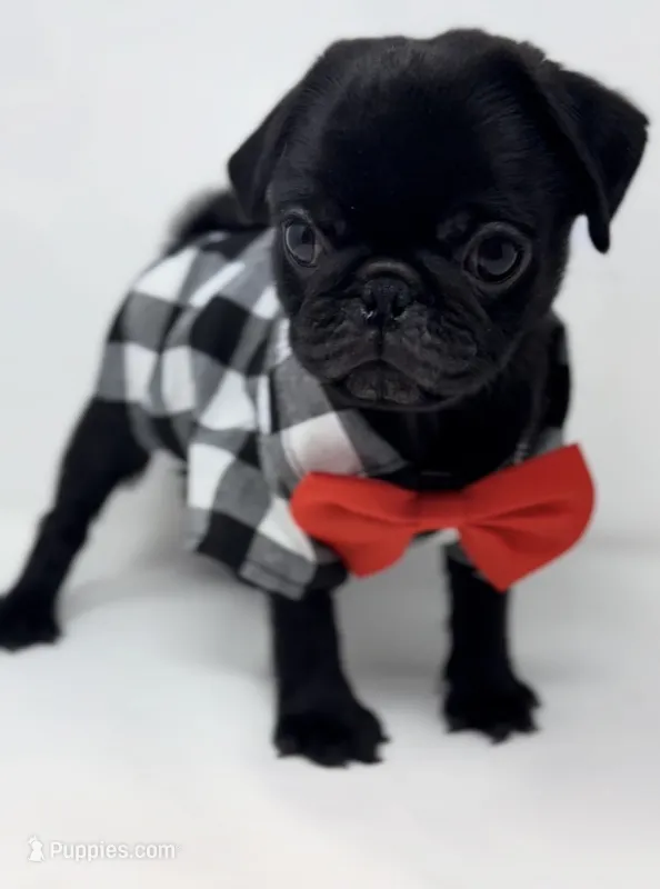 Chase – Pug puppy for sale in Skokie, IL
