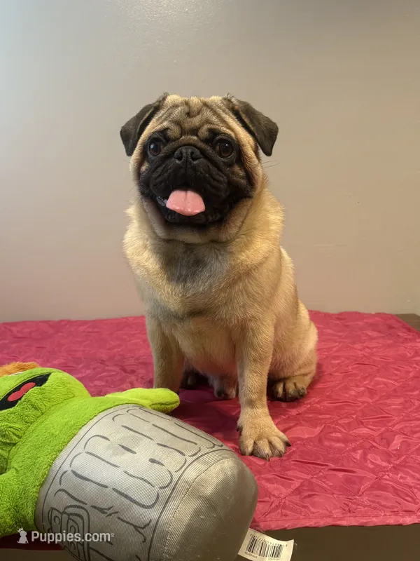 Theodore  – Pug puppy for sale in Skokie, IL