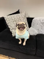 Layla , a female Pug for sale in Skokie, IL – 2 of 3