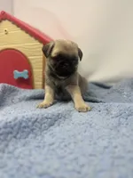 Skye, a female Pug for sale in Skokie, IL – 6 of 6