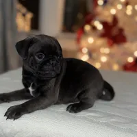 Hopper, a male Pug for sale in Skokie, IL – Photo 5 of 9