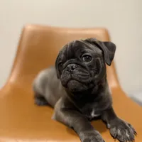 Hopper, a male Pug for sale in Skokie, IL – Photo 4 of 9