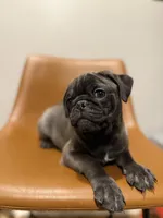 Hopper, a male Pug for sale in Skokie, IL – Photo 4 of 9