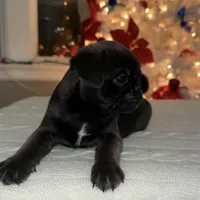 Hopper, a male Pug for sale in Skokie, IL – Photo 8 of 9