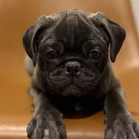 Hopper, a male Pug for sale in Skokie, IL – Photo 1 of 9