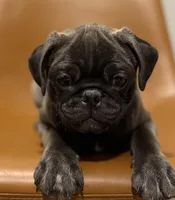 Hopper, a male Pug for sale in Skokie, IL – Photo 1 of 9