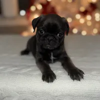 Hopper, a male Pug for sale in Skokie, IL – Photo 9 of 9