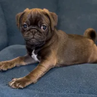 Hopper, a male Pug for sale in Skokie, IL – Photo 6 of 9