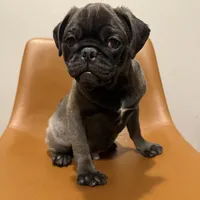 Hopper, a male Pug for sale in Skokie, IL – Photo 2 of 9