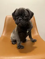 Hopper, a male Pug for sale in Skokie, IL – Photo 2 of 9