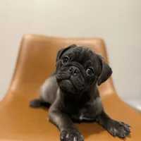 Hopper, a male Pug for sale in Skokie, IL – Photo 3 of 9