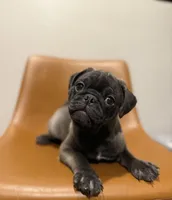 Hopper, a male Pug for sale in Skokie, IL – Photo 3 of 9