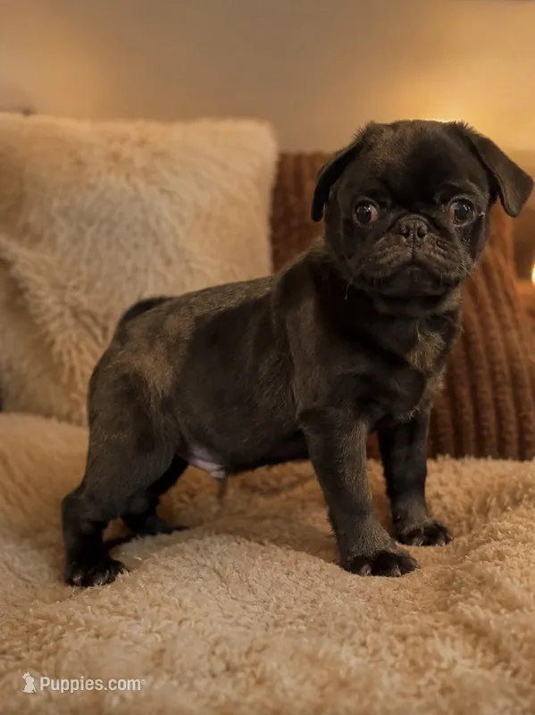 Chase – Pug puppy for sale in Skokie, IL