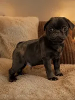 Chase, a male Pug for sale in Skokie, IL – 1 of 9