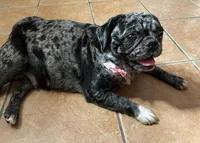 Peaches, a female Pug for sale in Skokie, IL – 2 of 2