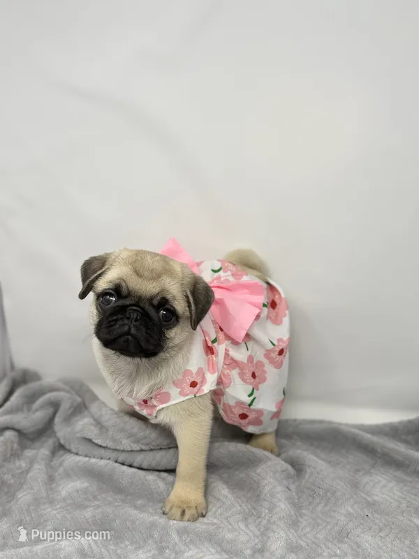 Skye – Pug puppy for sale in Skokie, IL