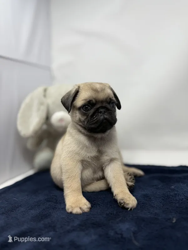 Rumble – Pug puppy for sale in Skokie, IL