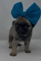 Roxi, a female Pug for sale in Skokie, IL – 4 of 6