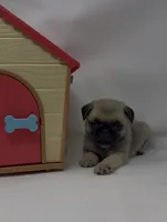 Skye, a female Pug for sale in Skokie, IL – 2 of 6