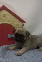 Skye, a female Pug for sale in Skokie, IL – 4 of 6