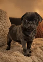Chase, a male Pug for sale in Skokie, IL – 2 of 9