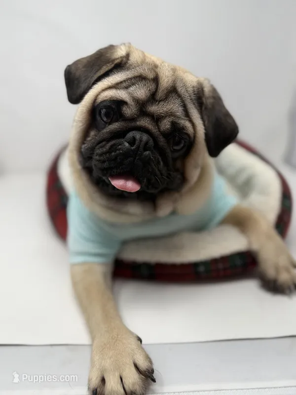 Theodore  – Pug puppy for sale in Skokie, IL