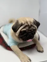 Theodore , a male Pug for sale in Skokie, IL – Photo 2 of 5