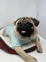 Theodore , a male Pug for sale in Skokie, IL – Photo 5 of 5