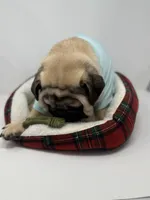 Theodore , a male Pug for sale in Skokie, IL – Photo 4 of 5