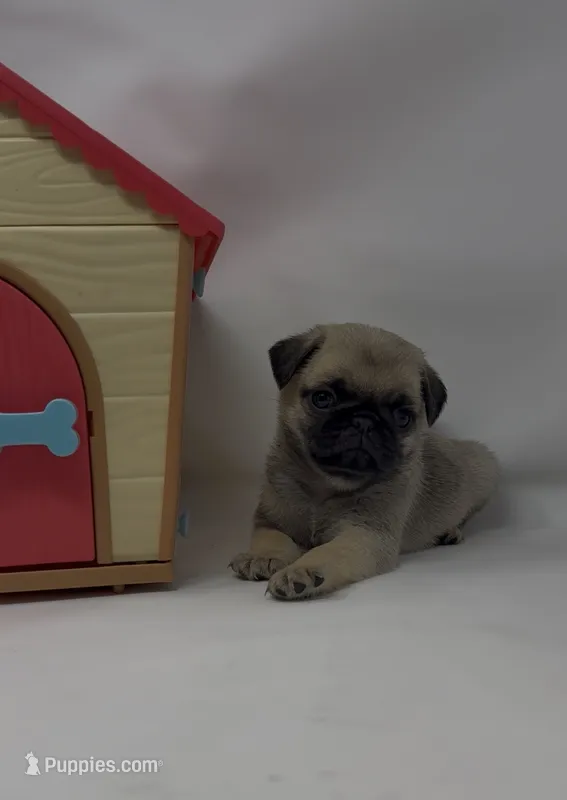 Skye – Pug puppy for sale in Skokie, IL