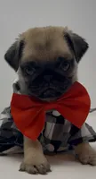 Rumble, a male Pug for sale in Skokie, IL – 1 of 4