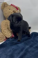 Everest, a female Pug for sale in Skokie, IL – 5 of 5