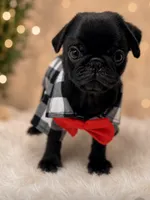 Chase, a male Pug for sale in Skokie, IL – 4 of 9