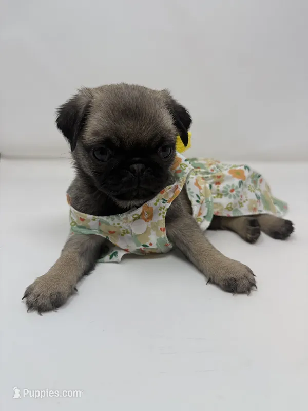 Roxi – Pug puppy for sale in Skokie, IL