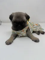 Roxi, a female Pug for sale in Skokie, IL – 5 of 6