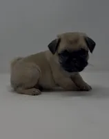 Rumble, a male Pug for sale in Skokie, IL – 2 of 4