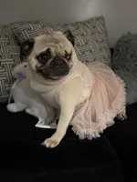 Layla, a female Pug for sale in Skokie, IL – Photo 4 of 6