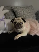 Layla, a female Pug for sale in Skokie, IL – Photo 3 of 6