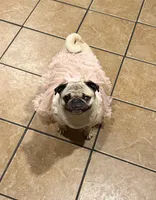 Layla, a female Pug for sale in Skokie, IL – Photo 2 of 6