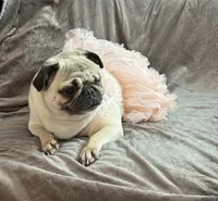 Layla, a female Pug for sale in Skokie, IL – Photo 5 of 6